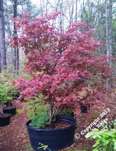 Acer palmatum 'Tsukushi gata' - mapleridgenursery